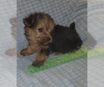 Small Photo #338 Yorkshire Terrier Puppy For Sale in AKRON, OH, USA