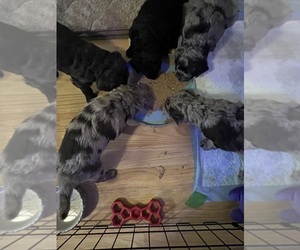 F2 Aussiedoodle Puppy for Sale in LOUISA, Virginia USA