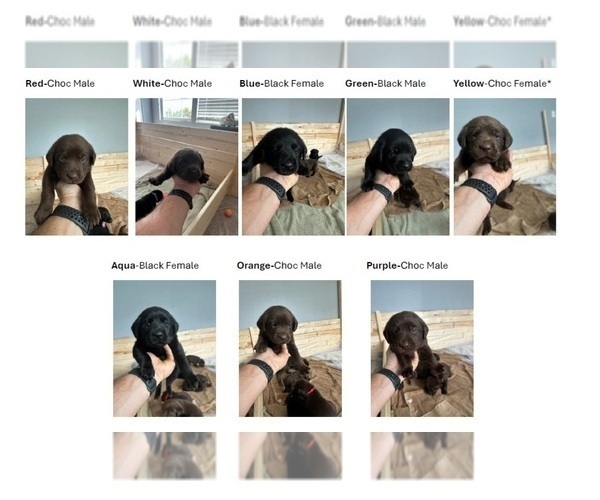 Medium Photo #1 Labrador Retriever Puppy For Sale in SAINT AUGUSTINE, FL, USA