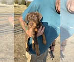 Puppy Ellen Doberman Pinscher