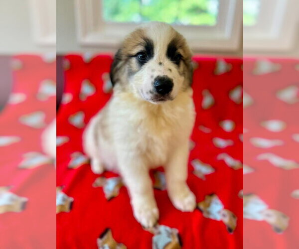 Medium Photo #4 Great Pyrenees-Unknown Mix Puppy For Sale in Osgood, IN, USA