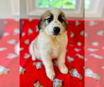 Small #3 Great Pyrenees Mix