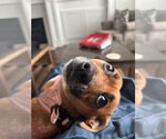 Small Photo #5 Dachshund-Unknown Mix Puppy For Sale in Arlington, VA, USA