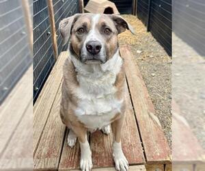 Siberian Husky-Unknown Mix Dogs for adoption in Frisco, CO, USA