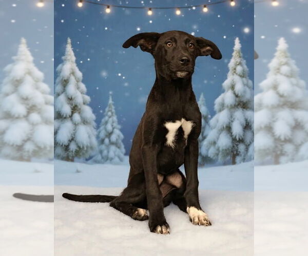 Medium Photo #2 Mutt Puppy For Sale in Royal Palm Beach, FL, USA