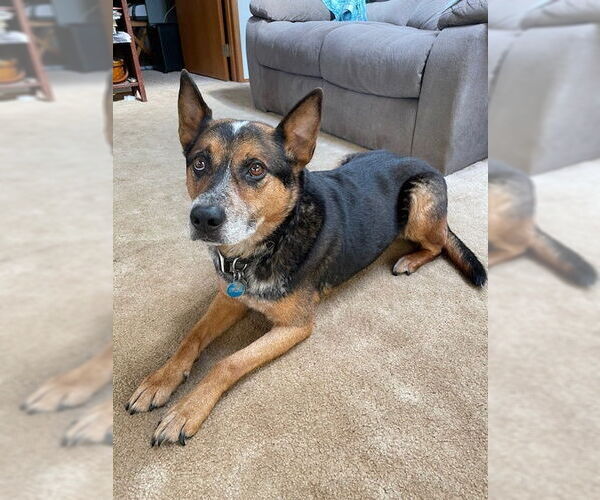 Medium Photo #1 Mutt Puppy For Sale in Bellingham, WA, USA