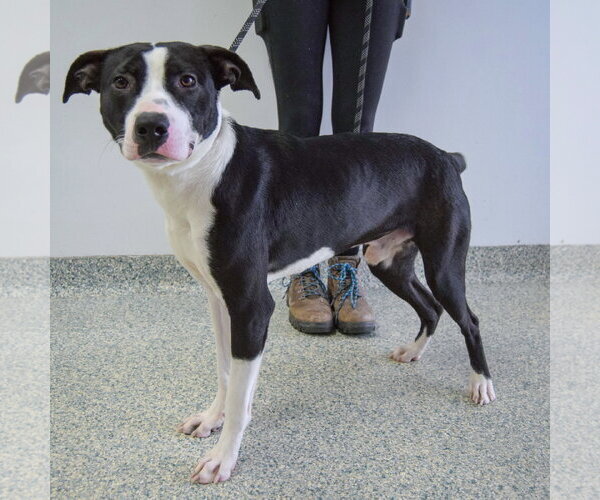 Medium Photo #8 American Staffordshire Terrier-Border Collie Mix Puppy For Sale in Huntley, IL, USA