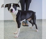 Small #7 American Staffordshire Terrier-Border Collie Mix