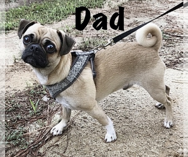 Medium Photo #1 American Eskimo Dog-Pug Mix Puppy For Sale in THOMASVILLE, NC, USA