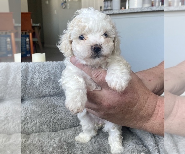 Medium Photo #5 ShihPoo Puppy For Sale in RENO, NV, USA