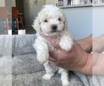 Small Photo #5 ShihPoo Puppy For Sale in RENO, NV, USA