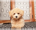 Small Maltipoo (Miniature)
