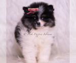 Small Photo #27 Pomeranian Puppy For Sale in WARSAW, IN, USA