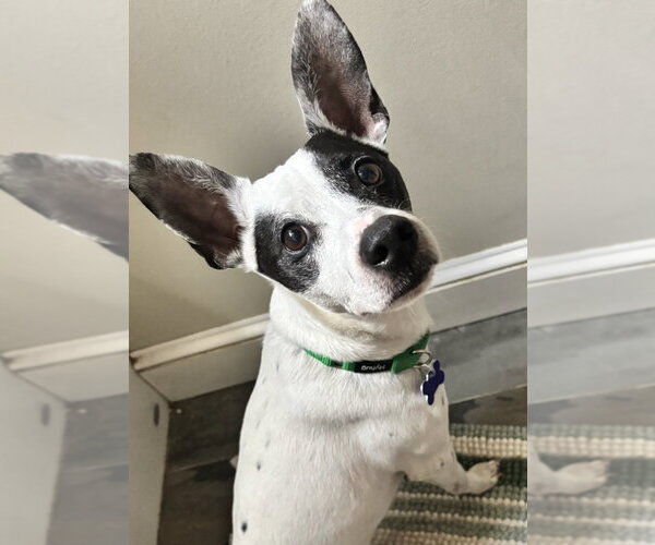 Medium Photo #17 Rat Terrier-Unknown Mix Puppy For Sale in Oak Bluffs, MA, USA