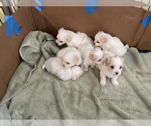 Maltese-Terri-Poo Mix Puppy for sale in NEWPORT BEACH, CA, USA