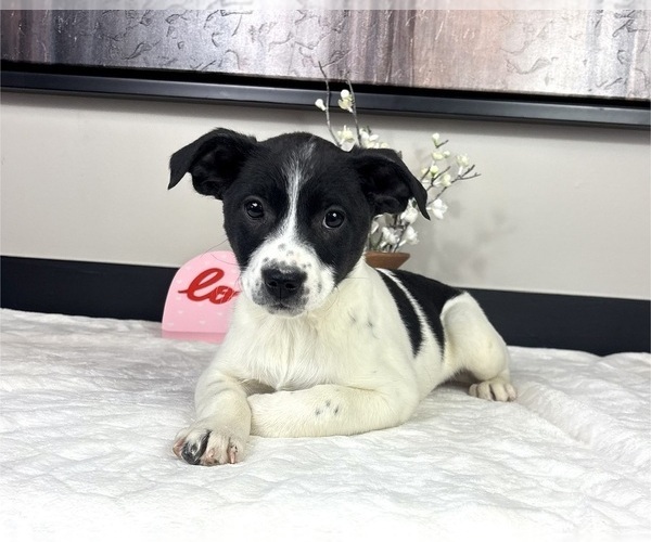 Medium Photo #1 Border Collie Puppy For Sale in FRANKLIN, IN, USA