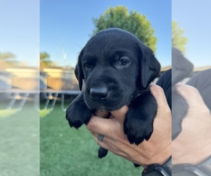 Labrador Retriever Puppy for sale in MARTINEZ, CA, USA