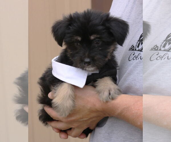 Medium Photo #4 Chihuahua-Unknown Mix Puppy For Sale in Bandera, TX, USA