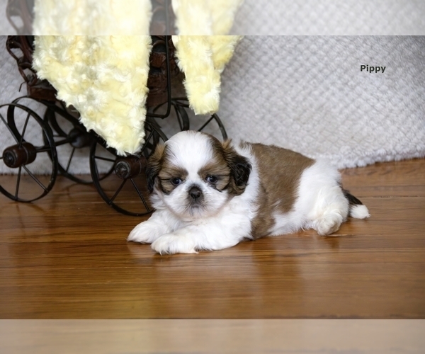 Medium Photo #24 Shih Tzu Puppy For Sale in CLARE, MI, USA