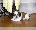 Small #23 Shih Tzu
