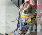 Small #3 Beagle