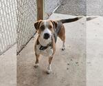Chunk - Male Mutt Dog for Adoption - Small photo