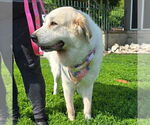 Small #1 Great Pyrenees