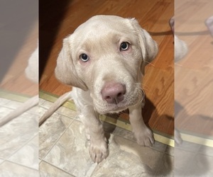 Labrador Retriever Puppy for sale in HADLOCK, WA, USA