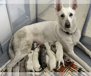 Mother of the German Shepherd Dog-Siberian Husky Mix puppies born on 04/08/2023