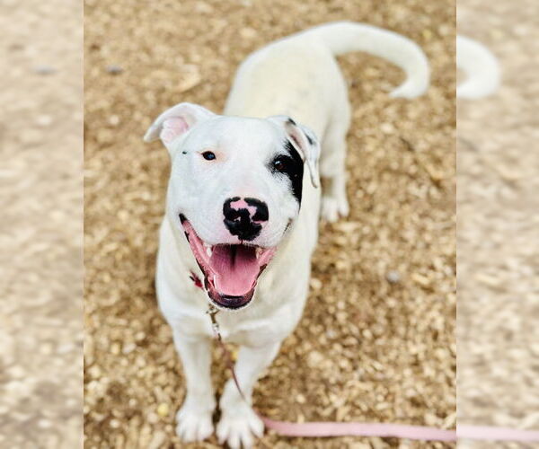 Medium Photo #3 BD Terrier Puppy For Sale in Clarkesville, GA, USA