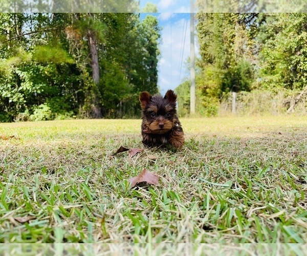 Medium Photo #3 Yorkshire Terrier Puppy For Sale in LOCUST GROVE, GA, USA