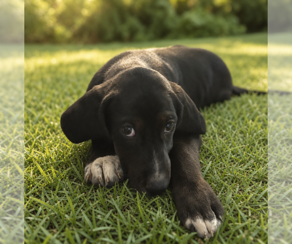 Medium Photo #2 American Foxhound-Labrador Retriever Mix Puppy For Sale in Cary, NC, USA