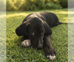 Small #1 American Foxhound-Labrador Retriever Mix