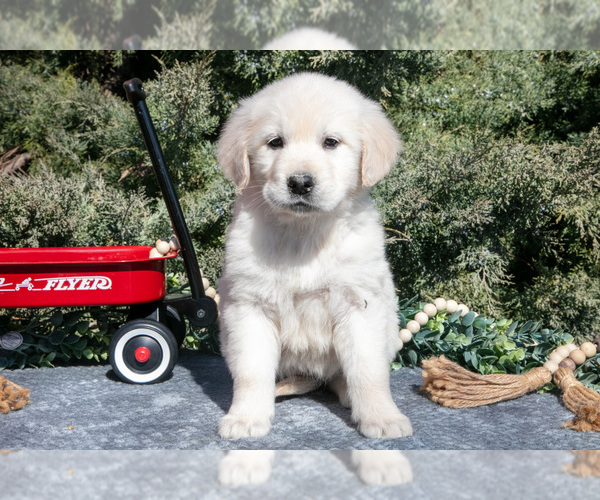 Medium Photo #2 English Cream Golden Retriever Puppy For Sale in ROCHESTER, IN, USA