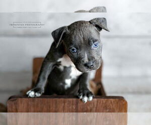 American Pit Bull Terrier Dogs for adoption in Rockville, MD, USA