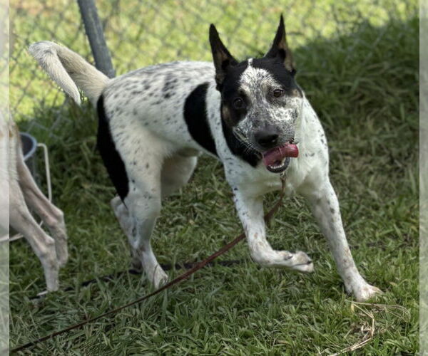Medium Photo #3 Mutt Puppy For Sale in Virginia Beach, VA, USA