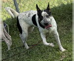 Small #2 Mutt