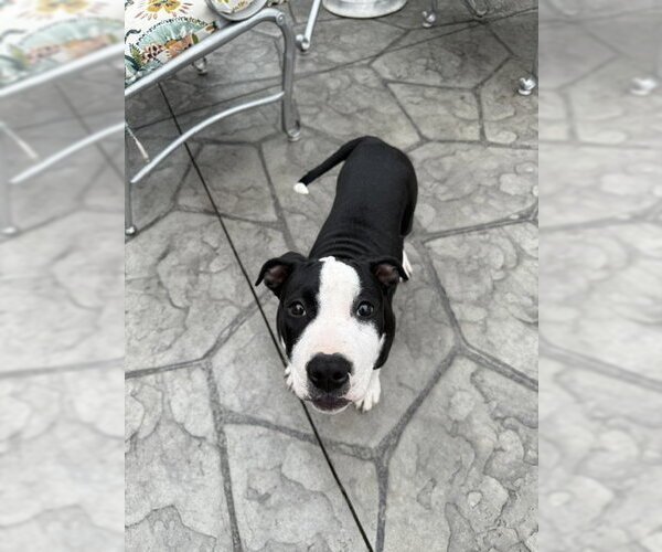 Medium Photo #2 American Pit Bull Terrier-Unknown Mix Puppy For Sale in Belleville, MI, USA