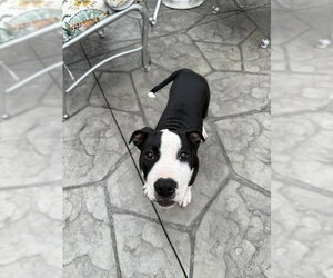 Delilah - Female American Pit Bull Terrier-Unknown Mix Dog for Adoption - Photo #2