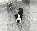 Small #1 American Pit Bull Terrier Mix