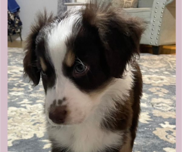 Medium Photo #1 Australian Shepherd Puppy For Sale in OLD LYME, CT, USA