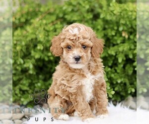 Goldendoodle (Miniature) Puppy for sale in BIRD IN HAND, PA, USA