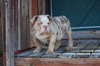 Small Photo #14 English Bulldog Puppy For Sale in LOS ANGELES, CA, USA