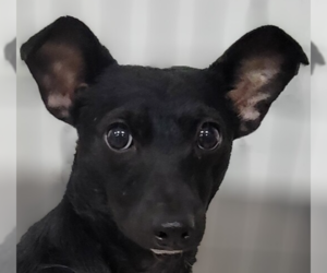 Chihuahua-Unknown Mix Dogs for adoption in Studio City, CA, USA