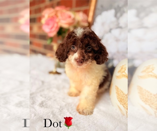 Medium Photo #8 Cockapoo Puppy For Sale in MURFREESBORO, TN, USA