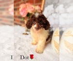 Small #7 Cockapoo