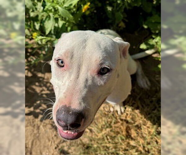 Medium Photo #4 American Pit Bull Terrier Puppy For Sale in Pleasanton, TX, USA