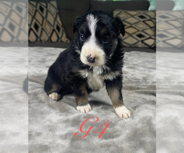 Medium Photo #41 Australian Shepherd Puppy For Sale in SALISBURY, NC, USA