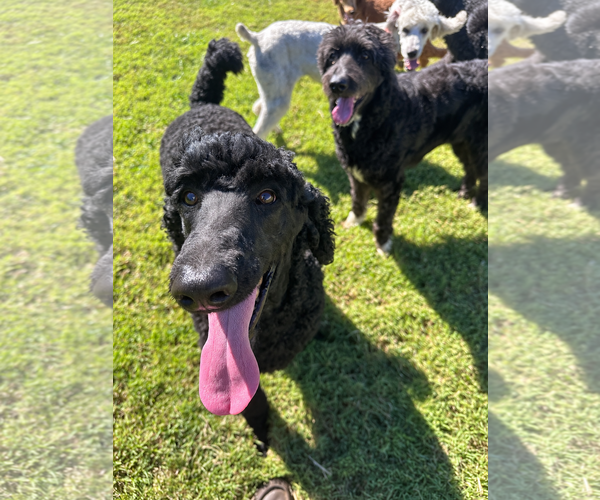 Medium Photo #5 Poodle (Standard) Puppy For Sale in Pacolet, SC, USA
