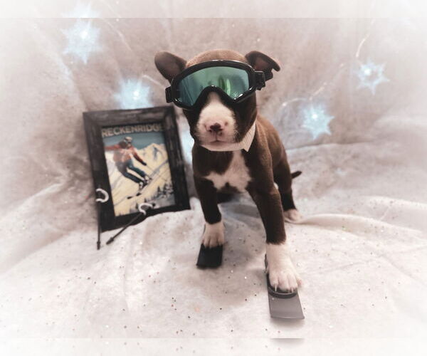 Medium Photo #6 Mutt Puppy For Sale in New London, WI, USA